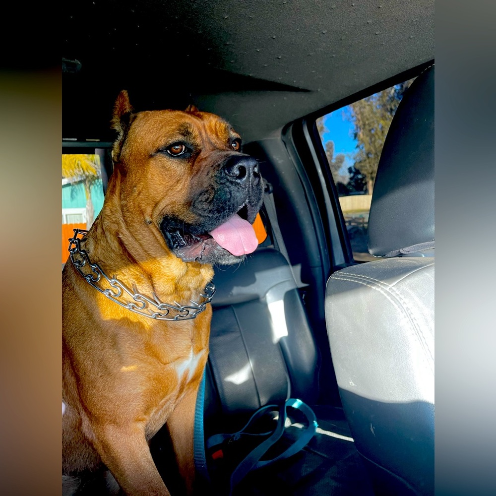 Meet your Posher, Ruchelle